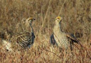 sharp-tail_grouse2